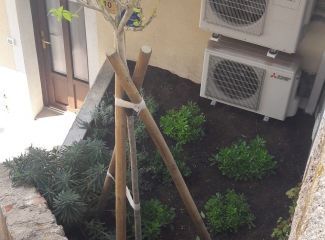 Hortikulturna obnova površine zelenila Trokut uz stubište Ul. kralja Zvonimira/Palada