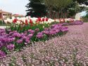 Proljetnicama Baška dočekuje posjetitelje 