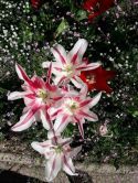 Tulipani, maćuhice, šumarice i potočnice vole Bašku 